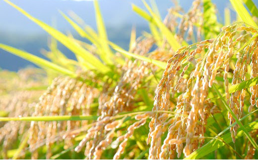 Y006 土づくりの恵み つやっつやの特別栽培米お届け 12ヶ月コース 鳥取県八頭町 ふるさと納税 ふるさとチョイス