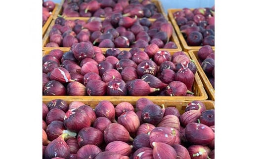 No 141 朝採りいちじく 約2kg 無花果 イチジク 果実 朝採れ 大阪府 特産品 大阪府河南町 ふるさと納税 ふるさとチョイス