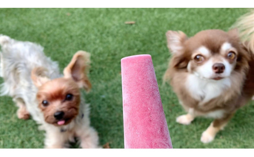 Fb013 5月 9月発送 犬の無添加おやつ お砂糖不使用無添加アイスキャンディ 佐賀県みやき町 ふるさと納税 ふるさとチョイス