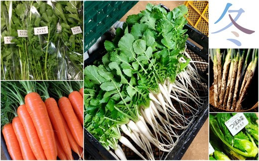 冬の野菜はツボミ菜、ニンジン、ルッコラ、大根葉、ネギ、赤カブ、ちょうほう菜、レタス etc
