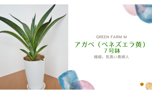 観葉植物 アガベ ベネズエラ黄 ７号鉢 Green Farm M 鹿児島県指宿市 ふるさと納税 ふるさとチョイス