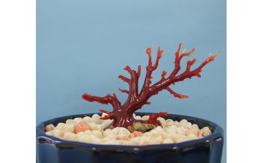珊瑚職人館の珊瑚の原木・拝見・置物（g4）