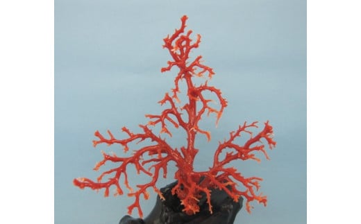 珊瑚職人館の珊瑚の原木・拝見・置物（g7）