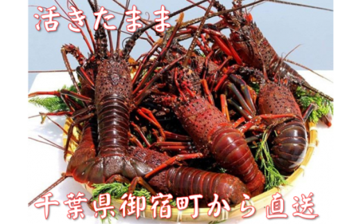活伊勢海老８４０ｇ（２００～２３０ｇ×４尾） 415021 - 千葉県御宿町