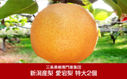 和梨 愛宕梨 特大2個 贈答用 [2023年1～3月発送] 新潟県三条市産 梨   [三条果樹専門家集団] 【016P027】