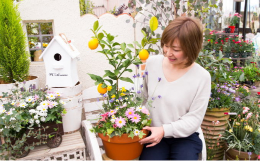 5656 1303 レモンと季節のお花寄せ植え 福岡県朝倉市 ふるさと納税 ふるさとチョイス