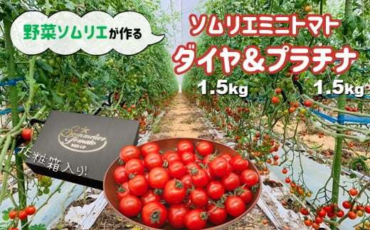 ソムリエミニトマト 食べ比べ3kg ( プラチナ + ダイヤ ) | 野菜 やさい トマト とまと ミニトマト 野菜ソムリエ 食べ比べ セット 熊本県 玉名市 320520 - 熊本県玉名市