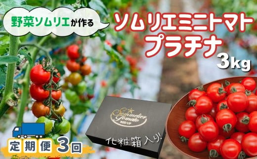 【定期便】ソムリエミニトマト「プラチナ」3kg×3ヶ月 320516 - 熊本県玉名市