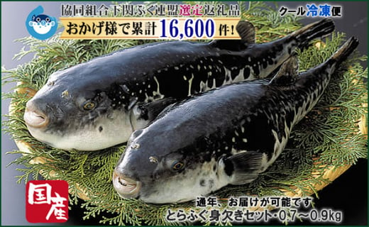 Hg仕様 着日指定 年末年始お届可 国産とらふぐ身欠セット 0 7 0 9kg 下関ふく連盟選定品 トラフグ 虎河豚 Bw234 山口県下関市 ふるさと納税 ふるさとチョイス