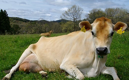 濃厚な牛乳を出すジャージー牛