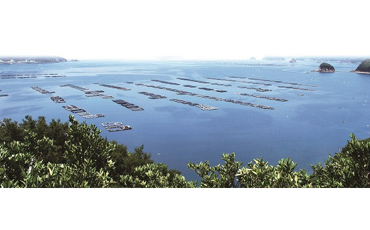 水揚げから加工まで一貫して、愛媛県漁協のＨＡＣＣＰ認定宇和島水産加工センターにおいて高度な衛生管理の下製造しております。