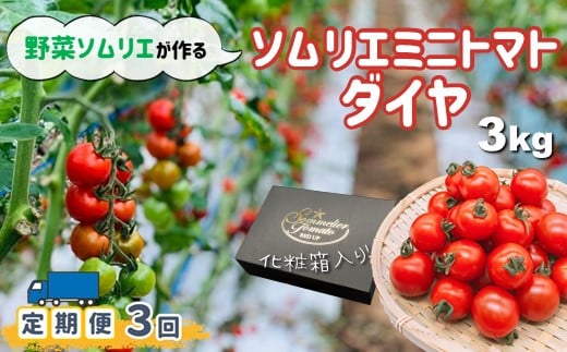 【定期便】ソムリエミニトマト「ダイヤ」3kg×3ヶ月 320517 - 熊本県玉名市