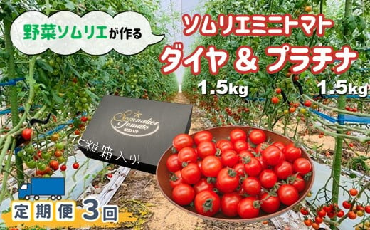  【定期便】ソムリエミニトマト 食べ比べ3kg(プラチナ+ダイヤ)×3ヶ月 320521 - 熊本県玉名市
