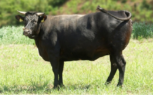 [№5226-0071]数量限定 牛肉 すき焼き かた 400g 山口県萩市産 見蘭牛 国産 和牛 すき焼き用 すきやき すき焼き肉 肉 お肉 牛