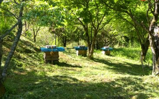 025-765 日本ミツバチ の 純粋 生蜂蜜 660g ハチミツ はちみつ 国産