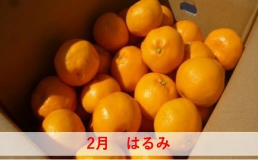 5回定期便】フジカワ果樹園オリジナル・新季節の柑橘セット - 香川県