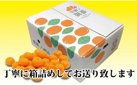 C39-22.小玉・濃厚な味わい‼井上農園「南柑20号」10㎏ - 愛媛県八幡浜