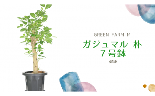 観葉植物 ガジュマル 朴 ７号鉢 Green Farm M 鹿児島県指宿市 ふるさと納税 ふるさとチョイス