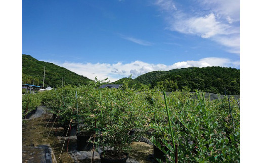 【生食に最適／冷凍】淡路島　馬回集落の大粒ブルーベリー  1kg