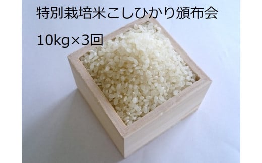 MS-25　特別栽培米こしひかり頒布会（10kg×3回） 866620 - 鳥取県大山町