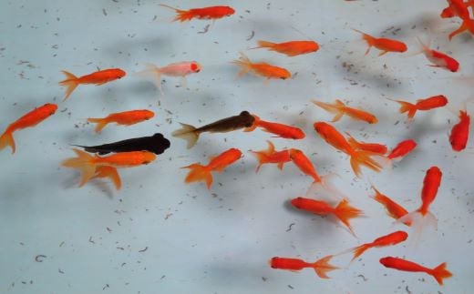 専用の水槽で生育を楽しむことも出来ます。
お届けする金魚は、琉金・出目金となっております。