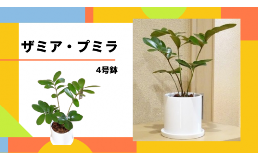 観葉植物 ザミア プミラ4号 トロピカルフルーツ プランツ 鹿児島県指宿市 ふるさと納税 ふるさとチョイス