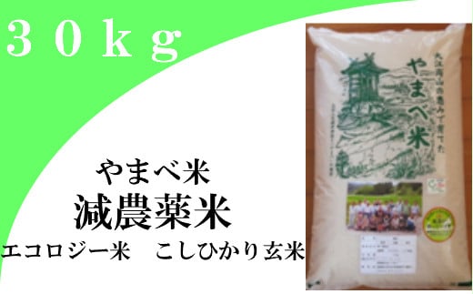 【玄米】減農薬米（こしひかり１００％）３０ｋｇ