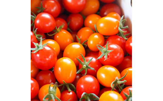 有機JAS認定「きたいろトマト」〈1.5kg×1箱〉【2024年7月下旬～9月下旬発送】 北海道北広島市