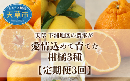 S040 013 定期便 3回 厳選 天草 下浦地区の農家が愛情込めて育てた柑橘3種 先行予約 熊本県天草市 ふるさと納税 ふるさとチョイス