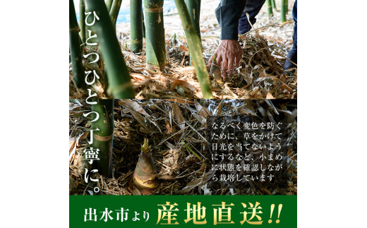 高評価☆ 産地直送！朝堀り孟宗（皮つき）約2kg 採れたて筍：山形県