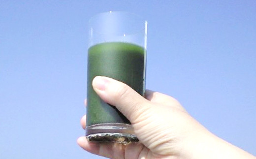 九州産 桑の葉 & シールド乳酸菌 使用 桑の葉 青汁 31袋