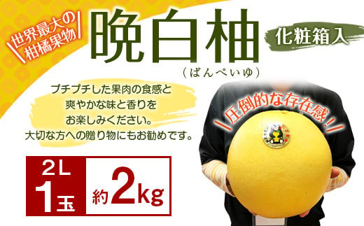 クレジット限定 八代特産 晩白柚 ばんぺいゆ 2l 約2kg サイズ1玉 化粧箱入 熊本県八代市 ふるさと納税 ふるさとチョイス