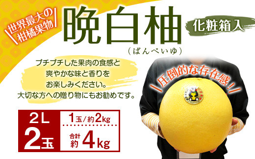 【先行予約】【2021年12月より順次発送】八代特産 晩白柚(ばんぺいゆ)2L(約2kg)サイズ 2玉