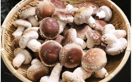 やまももファーム しいたけ 冬菌はちきん生椎茸 菌床 800g B 185 高知県香南市 ふるさと納税 ふるさとチョイス やまももファーム しいたけ 冬菌はちきん生椎茸 菌床 800g B 185 高知県香南市 ふるさと納税 ふるさとチョイス