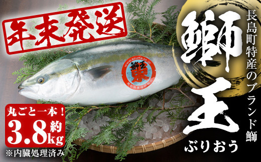 長島町特産の鰤王 まるごと１本 内臓処理済み 12月28日発送 Jfa 495 鹿児島県長島町 ふるさと納税 ふるさとチョイス