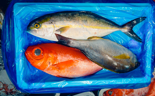 宿毛湾産 旬の地魚 3種 お造りセット 3 4人前 高知県宿毛市 ふるさと納税 ふるさとチョイス