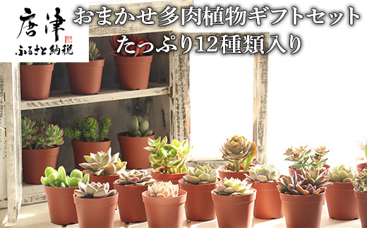 産地直送 たっぷり12種類入り おまかせ多肉植物ギフトセット 佐賀県唐津市 ふるさと納税 ふるさとチョイス