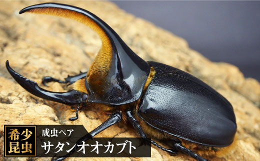 サタンオオカブト成虫ペア ドルクス佐賀 吉野ヶ里町 Fbs002 佐賀県吉野ヶ里町 ふるさと納税 ふるさとチョイス