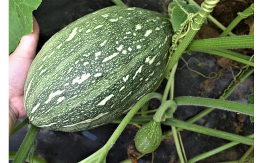 Kax 4 鹿嶋市育ちの万次郎かぼちゃ 約8kg 茨城県鹿嶋市 ふるさと納税 ふるさとチョイス