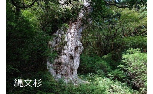 屋久島町 Jtbふるぽweb旅行クーポン 30 000円分 鹿児島県屋久島町 ふるさと納税 ふるさとチョイス