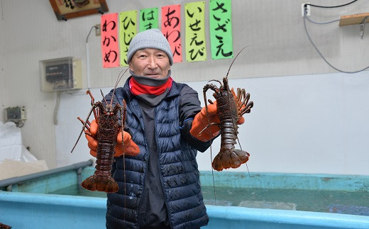 2 47 お正月用 活き伊勢エビ500g 2 3尾 二人用 千葉県鴨川市 ふるさと納税 ふるさとチョイス