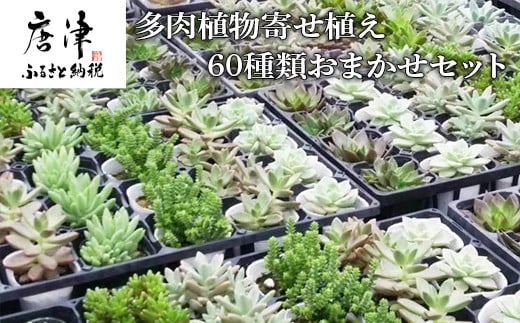 多肉植物寄せ植え 60種類おまかせセット アソート 観葉植物 癒し 佐賀県唐津市 ふるさと納税 ふるさとチョイス