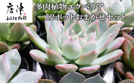 多肉植物エケベリア12ポットおまかせセット 佐賀県唐津市 ふるさと納税 ふるさとチョイス