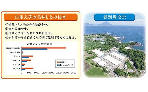 094 01 南九州市産 白姫えび 500g 2箱 鹿児島県南九州市 ふるさとチョイス ふるさと納税サイト