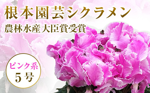 先行予約】根本園芸 ピンク系 フリンジ ガーデンシクラメン 【5号