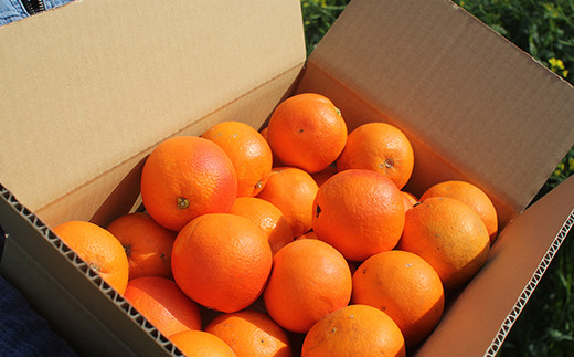2月下旬順次発送 夕焼け ブラッドオレンジ 5kg 訳あり 熊本県水俣市 ふるさと納税 ふるさとチョイス