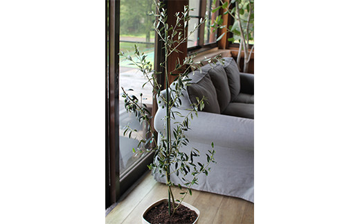 オリーブツリー 1鉢 育成ガイドブック付き 植物 鉢植え 熊本県水俣市 ふるさと納税 ふるさとチョイス