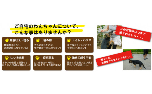 Bi001 ワンちゃんのしつけ教室 5回分チケット 千葉県野田市 ふるさと納税 ふるさとチョイス