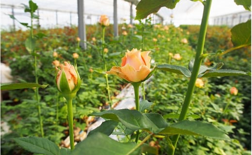 バラの花 約本 花のまち御坊産の薔薇 新鮮直送 和歌山県御坊市 ふるさと納税 ふるさとチョイス