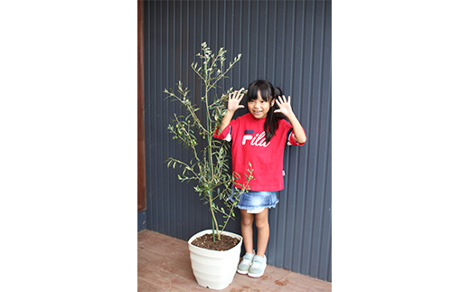 オリーブツリー 1鉢 育成ガイドブック付き 植物 鉢植え 熊本県水俣市 ふるさと納税 ふるさとチョイス